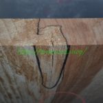 spalted-body-top-G2-3A